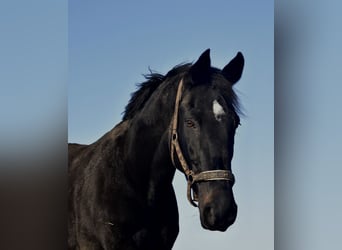 KWPN, Stute, 15 Jahre, 170 cm, Rappe