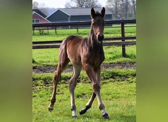 KWPN, Stute, 15 Jahre, 170 cm, Schwarzbrauner