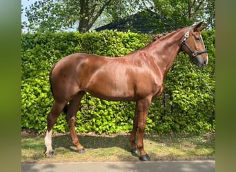 KWPN, Stute, 15 Jahre, 172 cm, Fuchs