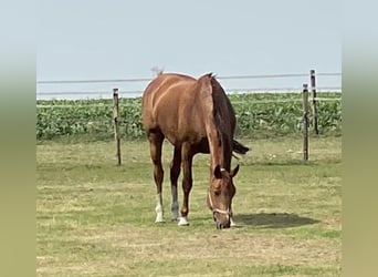 KWPN, Stute, 15 Jahre, 172 cm, Fuchs