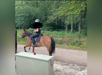 KWPN, Stute, 16 Jahre, 127 cm, Brauner