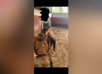 KWPN, Stute, 16 Jahre, 127 cm, Brauner