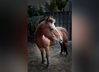 KWPN, Stute, 16 Jahre, 127 cm, Brauner