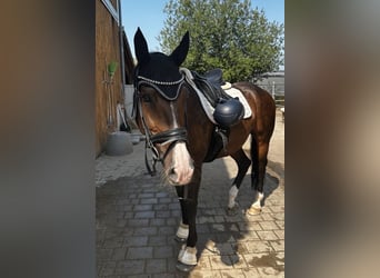 KWPN, Stute, 16 Jahre, 160 cm, Brauner