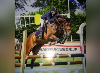 KWPN Mix, Stute, 16 Jahre, 160 cm, Dunkelbrauner