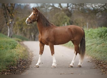 KWPN, Stute, 16 Jahre, 162 cm, Fuchs