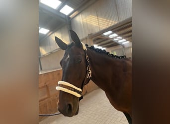 KWPN Mix, Stute, 16 Jahre, 163 cm, Brauner