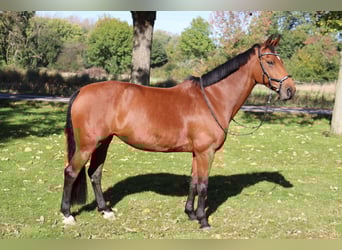 KWPN, Stute, 16 Jahre, 163 cm, Brauner