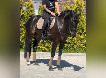 KWPN, Stute, 16 Jahre, 163 cm