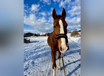 KWPN, Stute, 16 Jahre, 163 cm, Fuchs