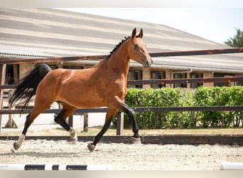 KWPN, Stute, 16 Jahre, 164 cm, Brauner