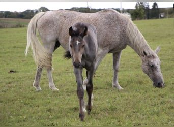 KWPN, Stute, 16 Jahre, 164 cm, Fliegenschimmel