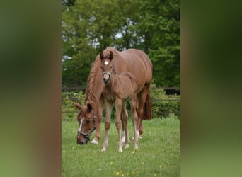 KWPN, Stute, 16 Jahre, 164 cm, Fuchs