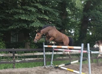 KWPN, Stute, 16 Jahre, 165 cm, Brauner