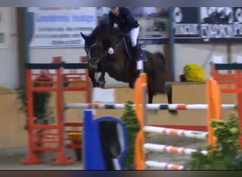 KWPN, Stute, 16 Jahre, 165 cm, Brauner