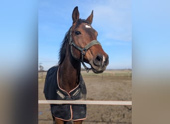 KWPN, Stute, 16 Jahre, 165 cm, Dunkelbrauner