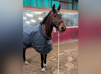 KWPN, Stute, 16 Jahre, 165 cm, Dunkelbrauner