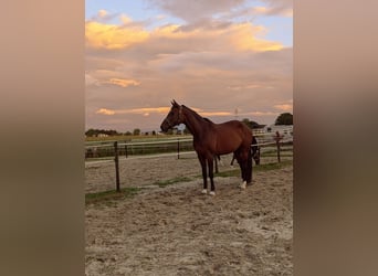 KWPN, Stute, 16 Jahre, 165 cm, Dunkelbrauner