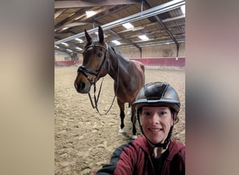 KWPN, Stute, 16 Jahre, 165 cm, Dunkelbrauner