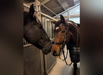 KWPN, Stute, 16 Jahre, 165 cm, Dunkelbrauner
