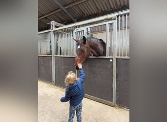 KWPN, Stute, 16 Jahre, 165 cm, Dunkelbrauner