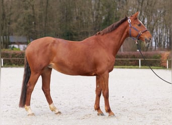 KWPN, Stute, 16 Jahre, 165 cm, Fuchs