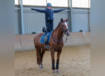 KWPN, Stute, 16 Jahre, 165 cm, Fuchs