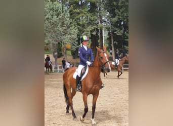 KWPN, Stute, 16 Jahre, 165 cm, Hellbrauner