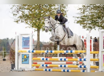 KWPN, Stute, 16 Jahre, 167 cm, Schimmel