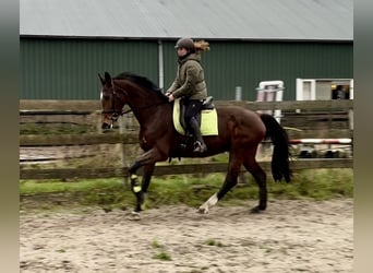 KWPN, Stute, 16 Jahre, 168 cm, Brauner