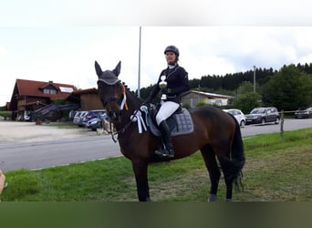 KWPN, Stute, 16 Jahre, 168 cm, Dunkelbrauner