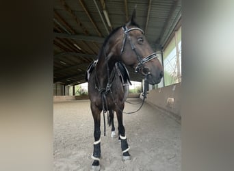 KWPN, Stute, 16 Jahre, 170 cm, Brauner