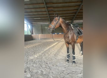 KWPN, Stute, 16 Jahre, 170 cm, Brauner