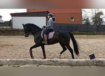 KWPN, Stute, 16 Jahre, 174 cm, Dunkelbrauner