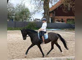 KWPN, Stute, 16 Jahre, 174 cm, Dunkelbrauner