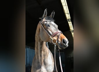 KWPN, Stute, 16 Jahre, 178 cm, Dunkelbrauner