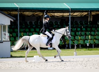 KWPN, Stute, 17 Jahre, 140 cm, Schimmel