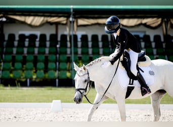 KWPN, Stute, 17 Jahre, 140 cm, Schimmel