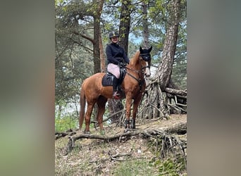 KWPN, Stute, 17 Jahre, 155 cm, Fuchs