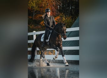 KWPN, Stute, 17 Jahre, 160 cm, Dunkelbrauner