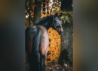 KWPN, Stute, 17 Jahre, 160 cm, Dunkelbrauner