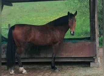 KWPN, Stute, 17 Jahre, 163 cm, Brauner