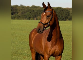 KWPN, Stute, 17 Jahre, 163 cm, Brauner