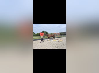 KWPN, Stute, 17 Jahre, 163 cm, Dunkelfuchs