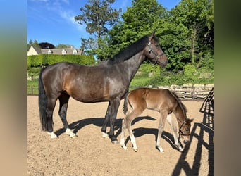 KWPN, Stute, 17 Jahre, 163 cm, Rotbrauner
