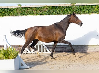 KWPN, Stute, 17 Jahre, 164 cm, Dunkelbrauner