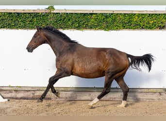 KWPN, Stute, 17 Jahre, 164 cm, Dunkelbrauner