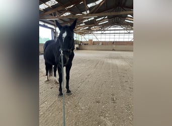 KWPN, Stute, 17 Jahre, 165 cm, Dunkelbrauner