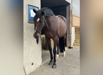 KWPN, Stute, 17 Jahre, 165 cm, Dunkelbrauner