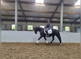 KWPN, Stute, 17 Jahre, 165 cm, Rappe